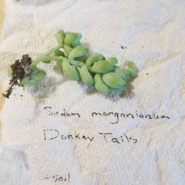 Sedum Morganianum