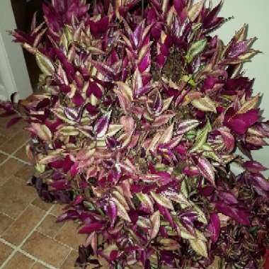 Tradescantia  'Houseplants'