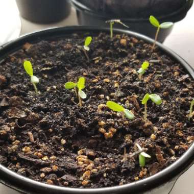 Tagetes
