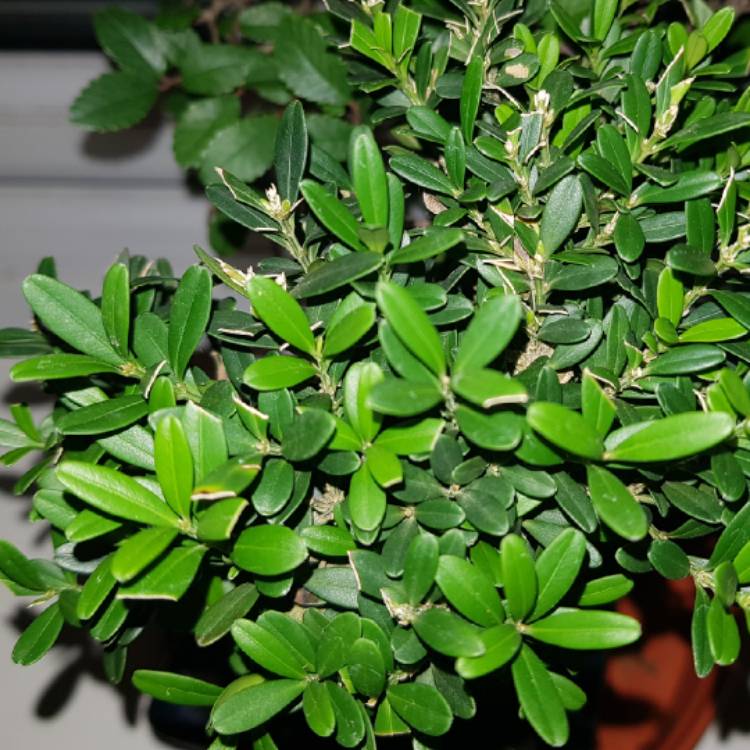 Plant image Buxus Harlandii