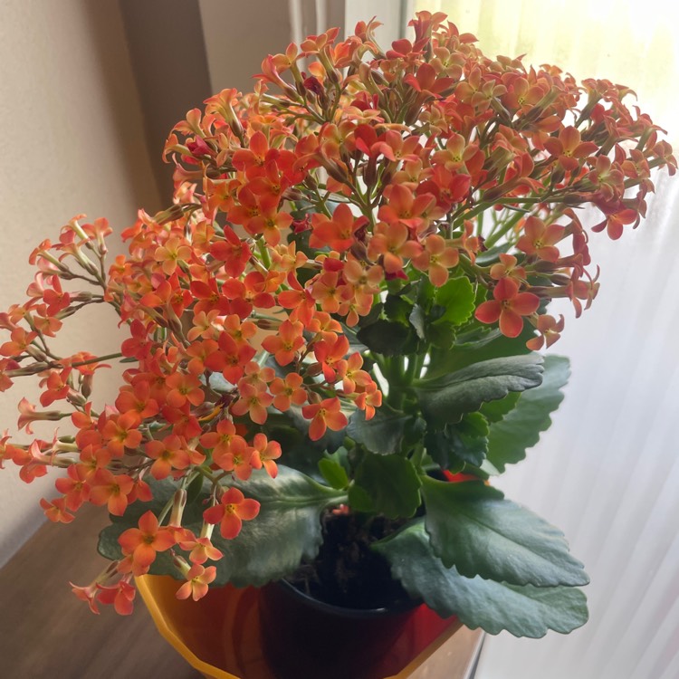 Plant image Kalanchoe blossfeldiana 'orange'