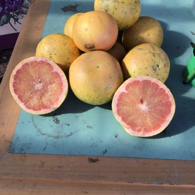 Citrus Tree