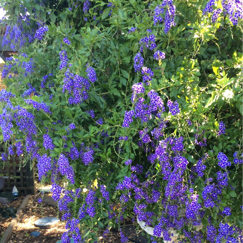Duranta Repens 'China Girl'