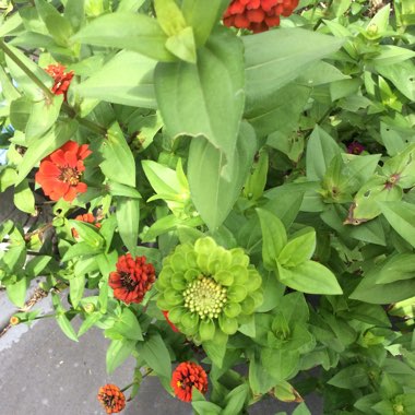 Zinnia