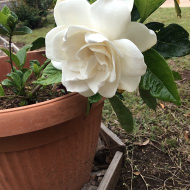 Gardenia Magnifica