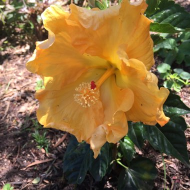 Tropical Hibiscus