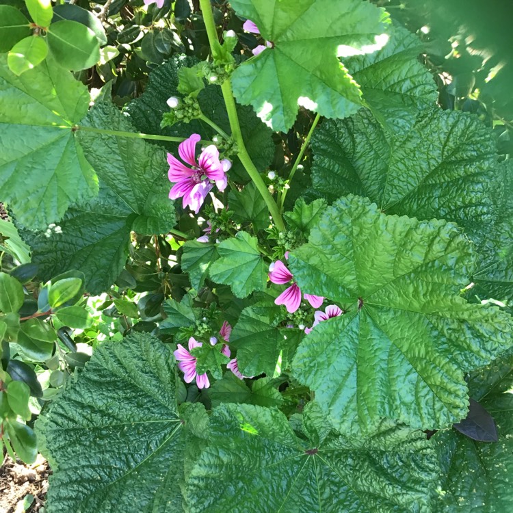 plant image 895348
