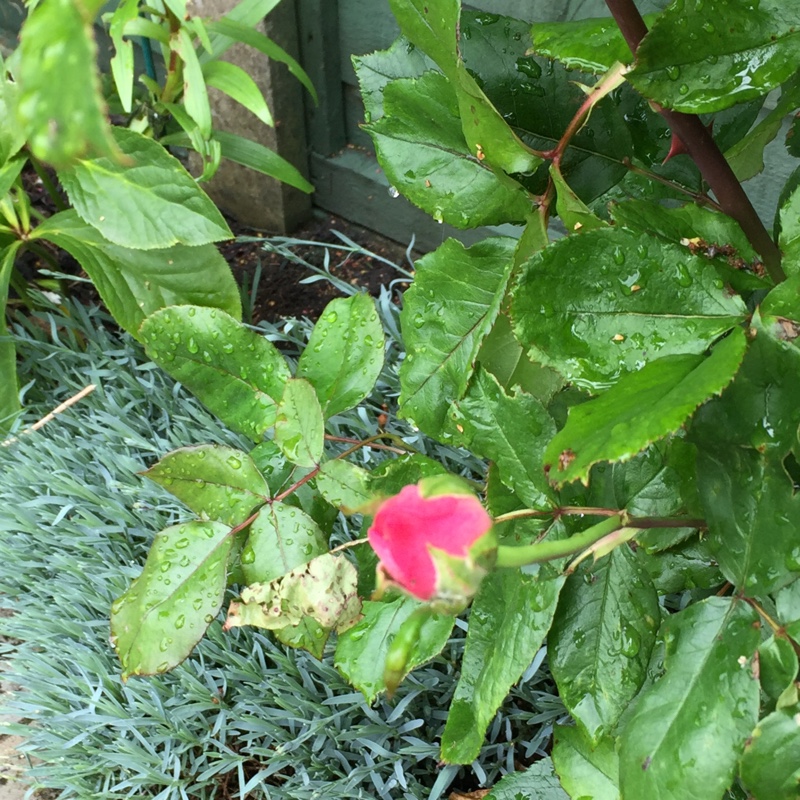 plant image 112603