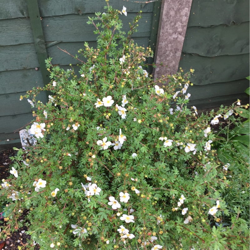 Plant image Potentilla fruticosa 'Abbotswood'