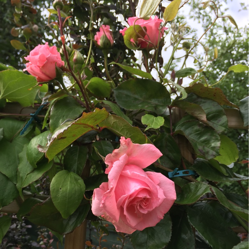 Plant image Rosa 'Queen Elizabeth'