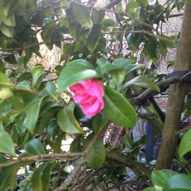 Camellia 'Pink'
