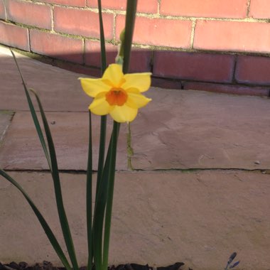 Daffodil