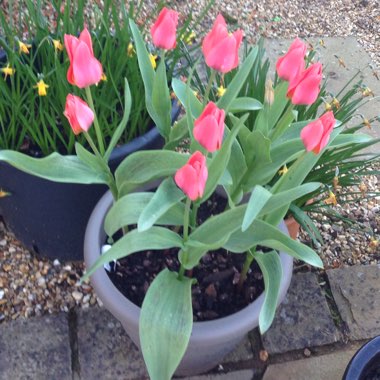 Tulip 'Toronto' (Greigii)
