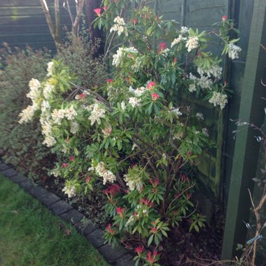 Pieris