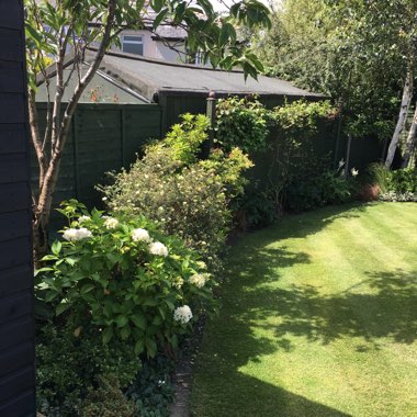 Margaret's garden