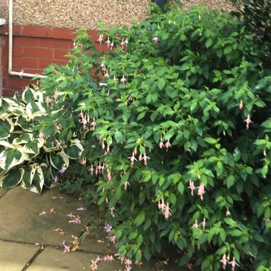 Margaret's garden