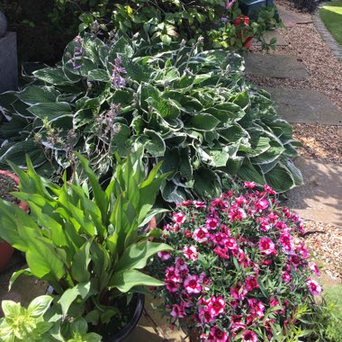 Margaret's garden