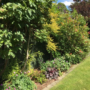 Margaret's garden