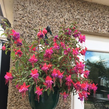 Fuchsia 'Winston Churchill'