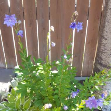 Dalihia 's garden