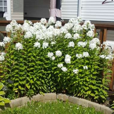Dalihia 's garden