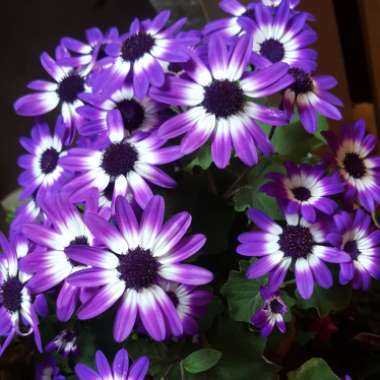 Florist's Cineraria 'Senetti Blue Bicolor'