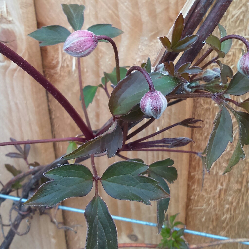 Plant image Clematis montana 'Warwickshire Rose'