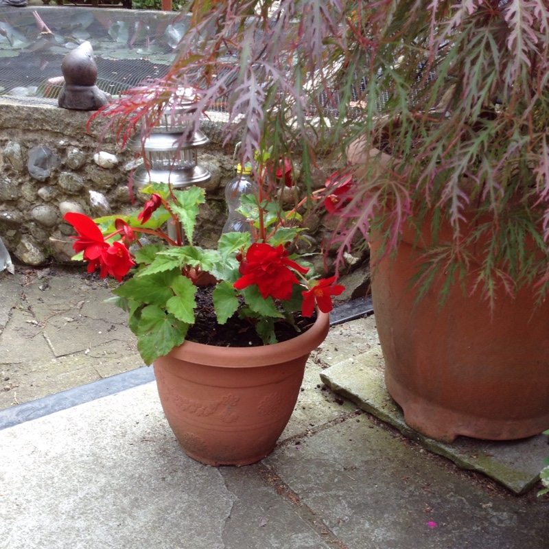Margaret's garden