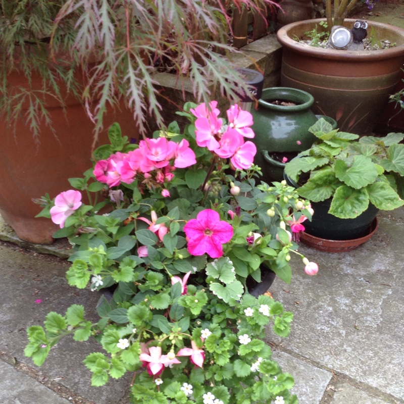 Margaret's garden
