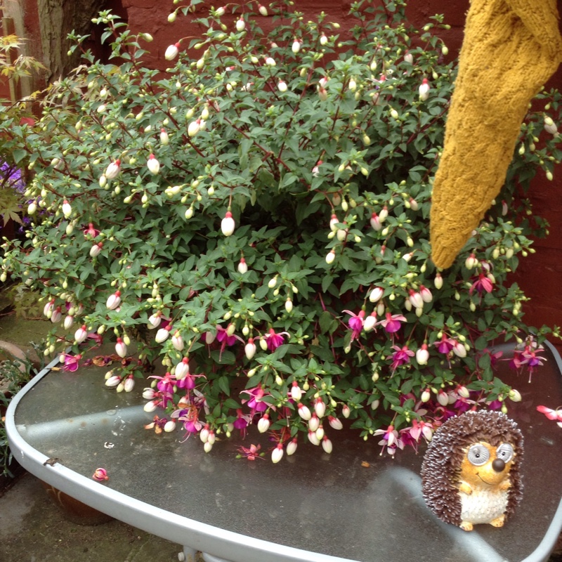 Margaret's garden