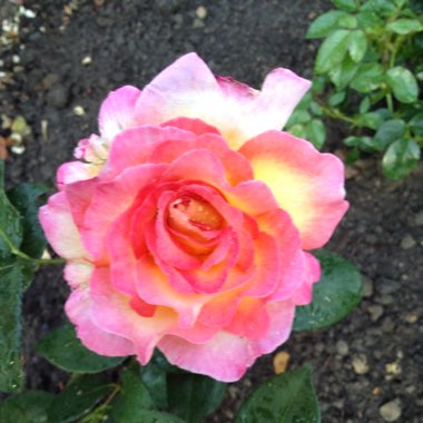 Margaret's garden
