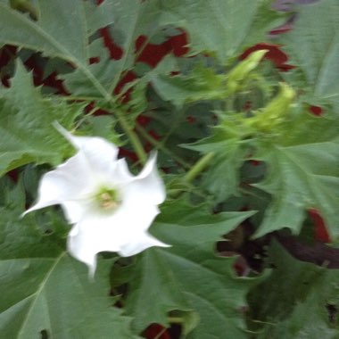 Margaret's garden