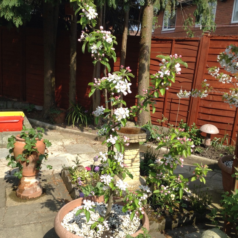 Margaret's garden
