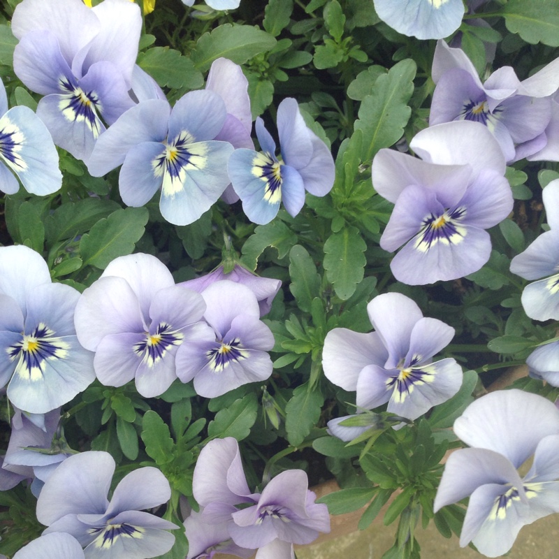 Margaret's garden