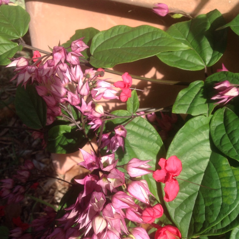 Clerodendrum thomsoniae 'Delectum'