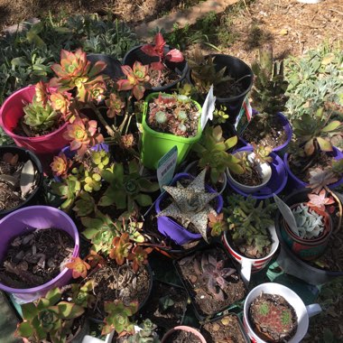 Margaret's garden
