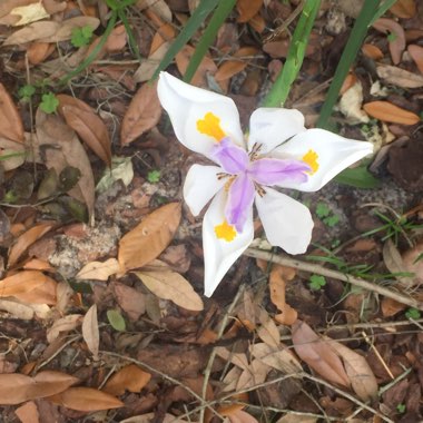 Dietes bicolor