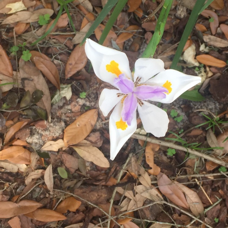 plant image 621705