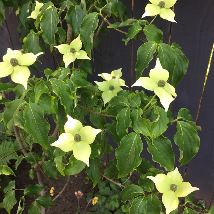 Plant image Cornus kousa 'China Girl'