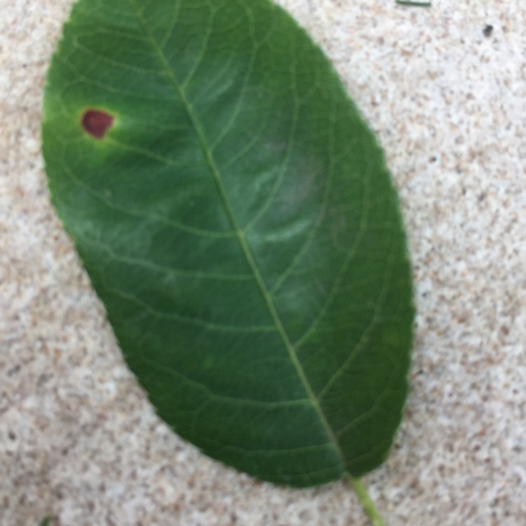 plant image 472739 plant image 472739