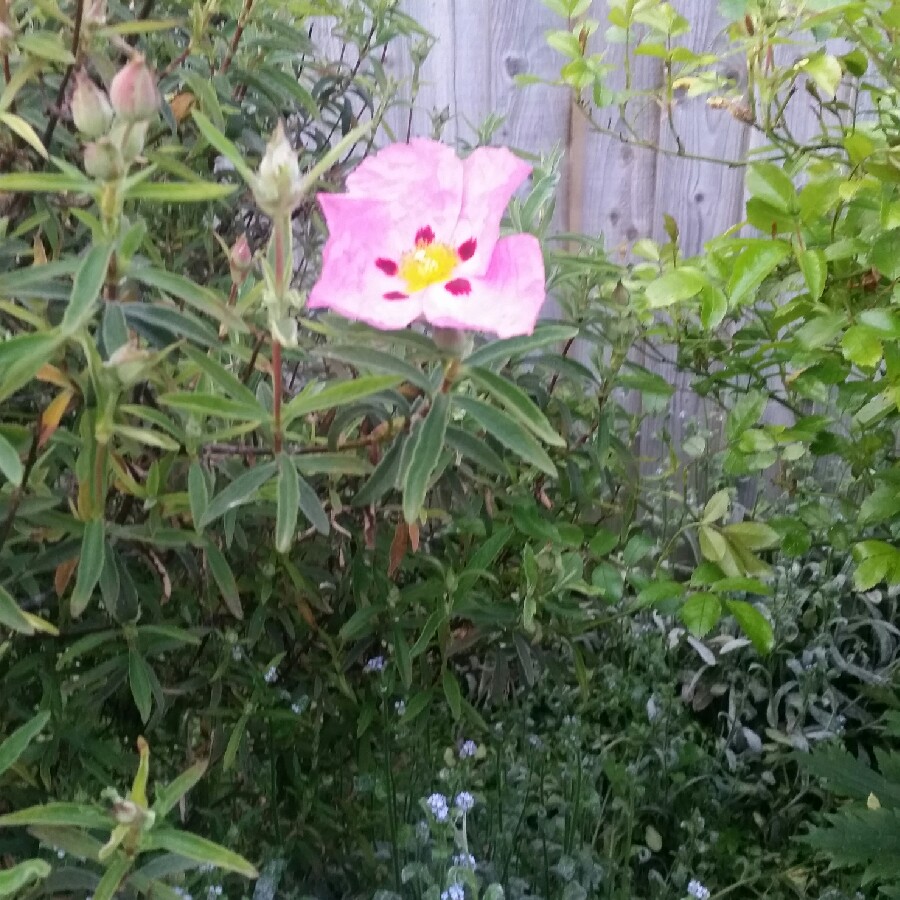 Plant image Cistus x purpureus 'Betty Taudevin'