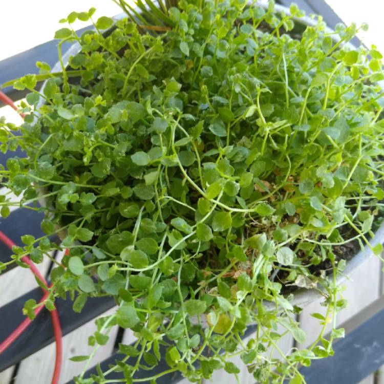 Plant image Pilea Depressa 'Baby Tears'