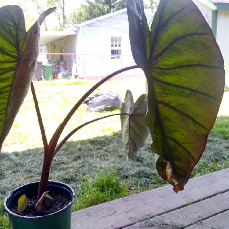plant image 1318177