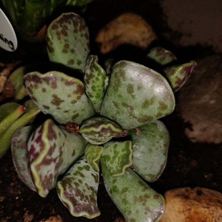 Plant image Adromischus