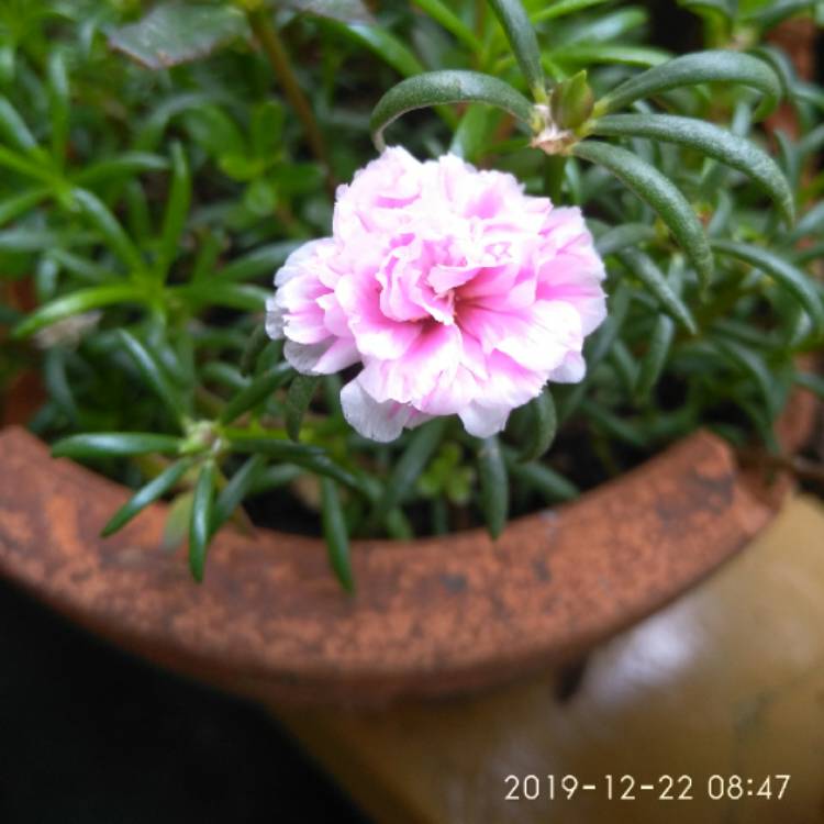 Plant image Portulaca grandiflora 'Sundial Fuchsia'