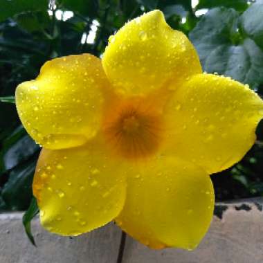 Allamanda cathartica