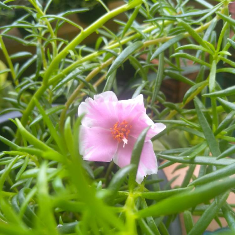 Plant image Portulaca grandiflora 'Samba Pink Bicolor'