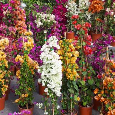Bougainvillea
