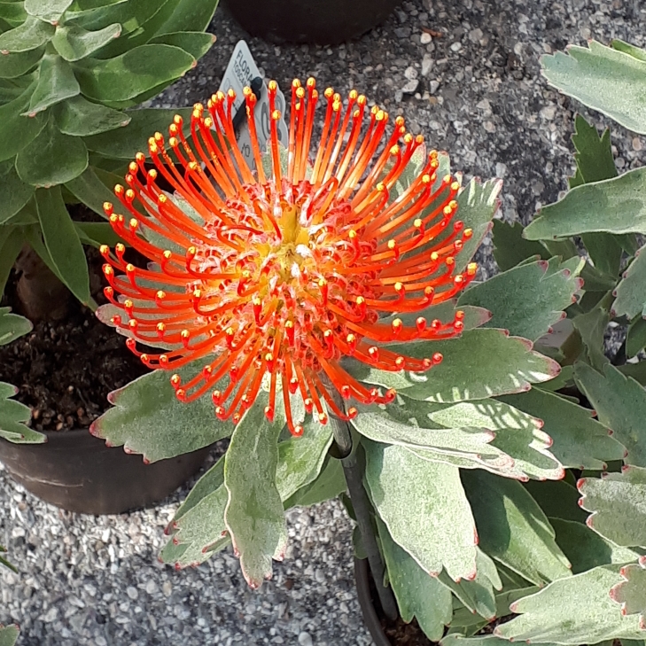 plant image 1057519