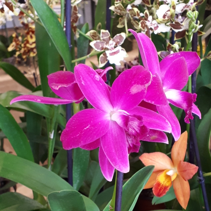 plant image 1062063